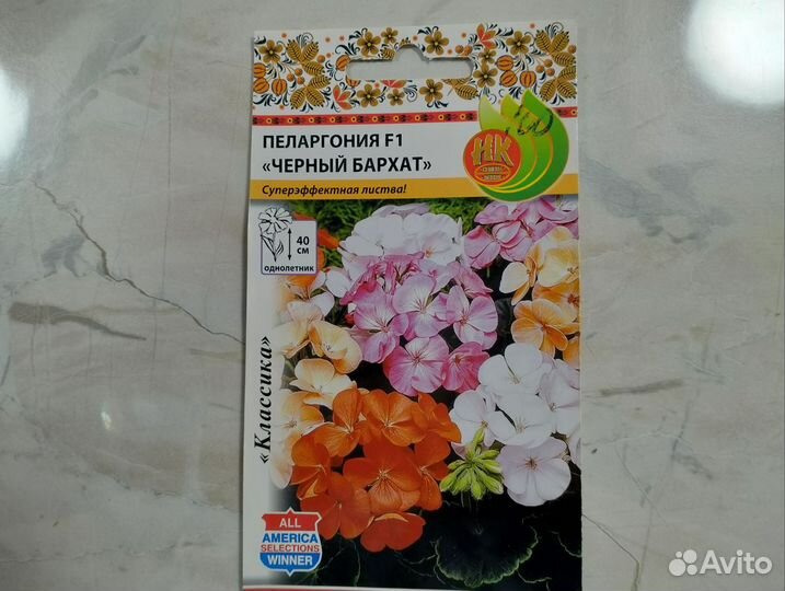 Пеларгония герань
