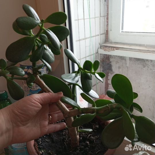 Толстянка денежное дерево 3 года