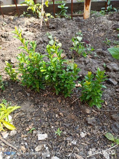 Саженцы самшита