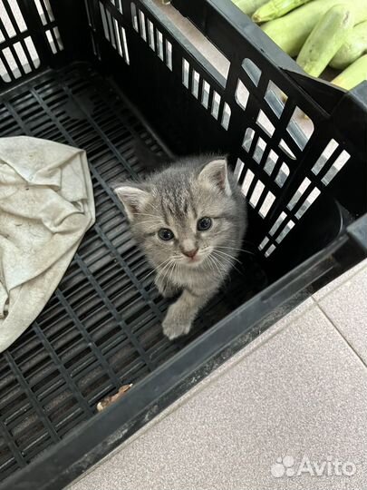 Котенок девочка