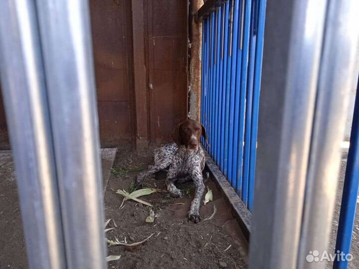 Курцхаар в добрые руки