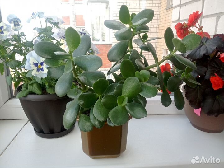 Толстянка (денежное дерево)