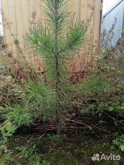 Кедр сибирский