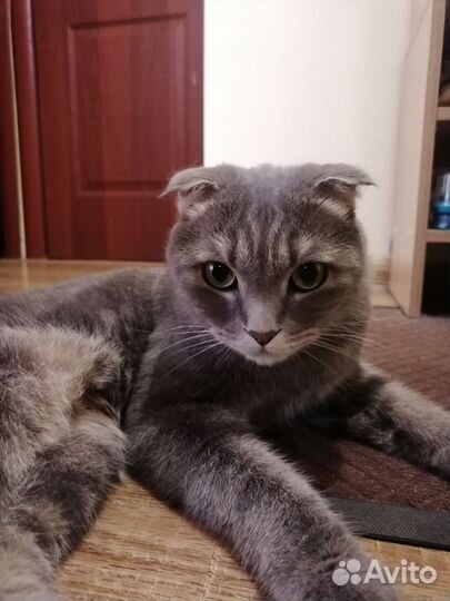 Шотландская вислоухая