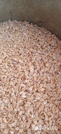 Зерно Пшеница давленная