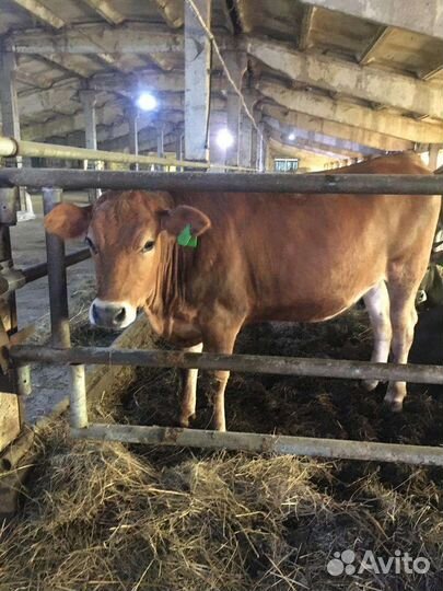 Телки нетели