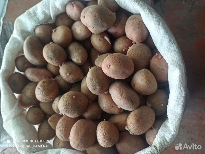 Семенной картофель славянка