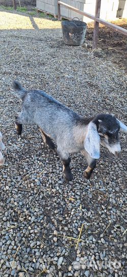 Козочки и козлик нубийские