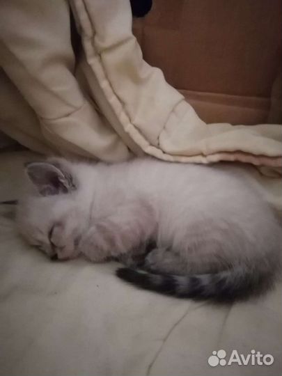 Тайские котята