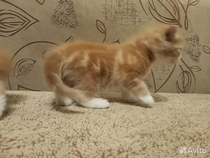 Котята бесплатно