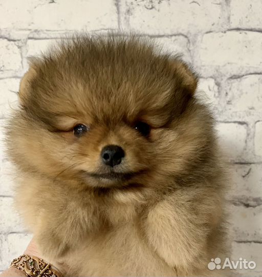 Померанский шпиц