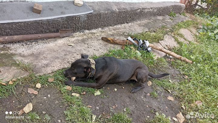 Пит буль терьер