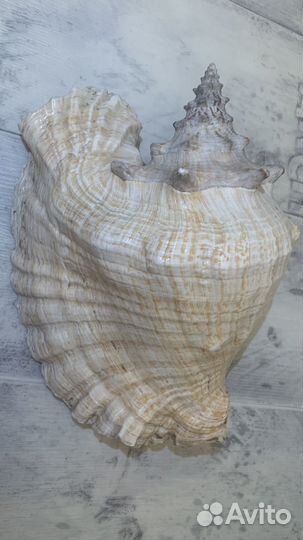 Морские раковины