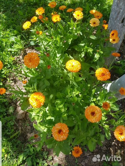 Календула семена