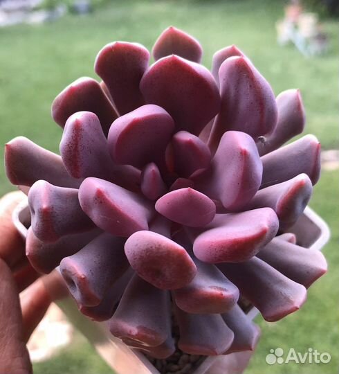 Суккуленты