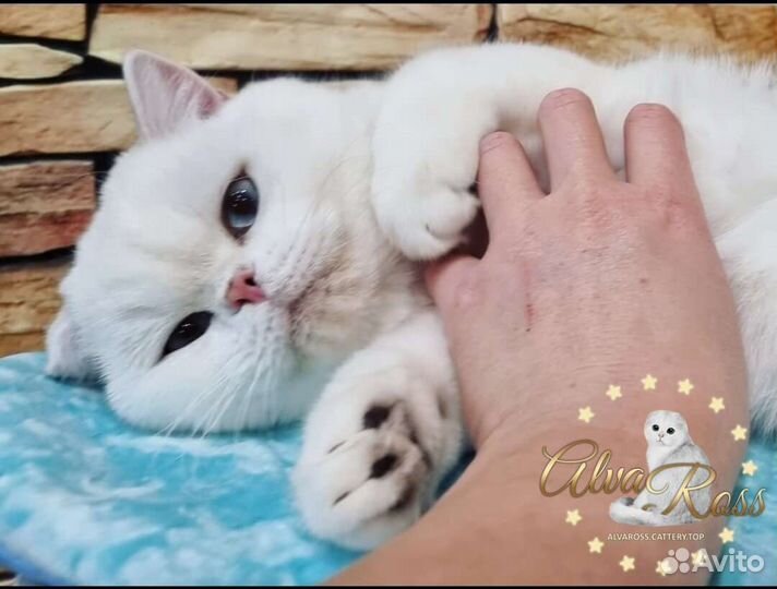 Вислоухий котёнок
