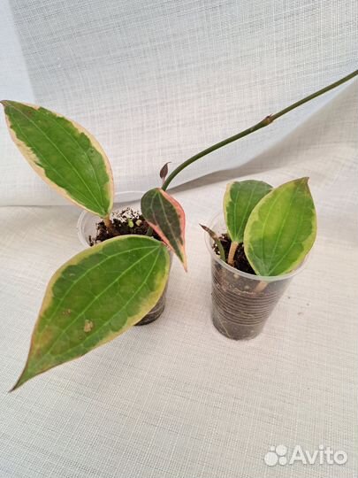 Хойи укорененные