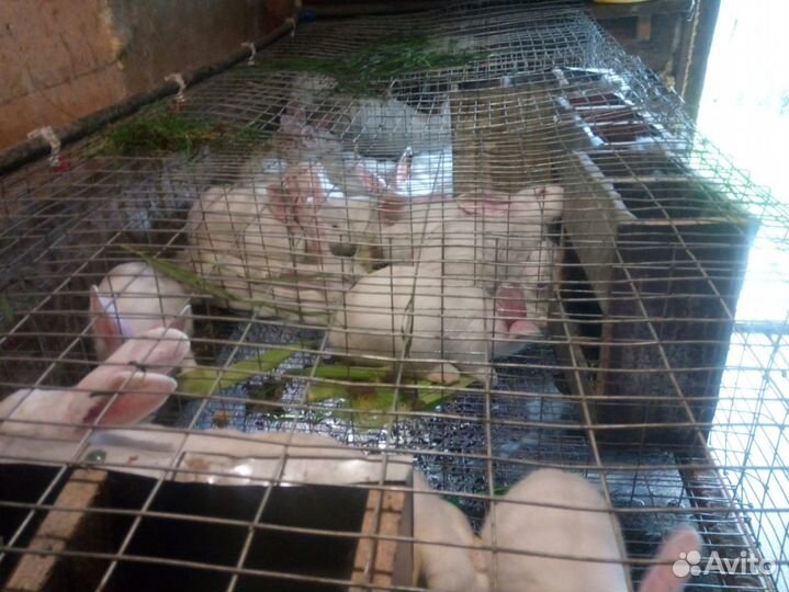 Белый паннон