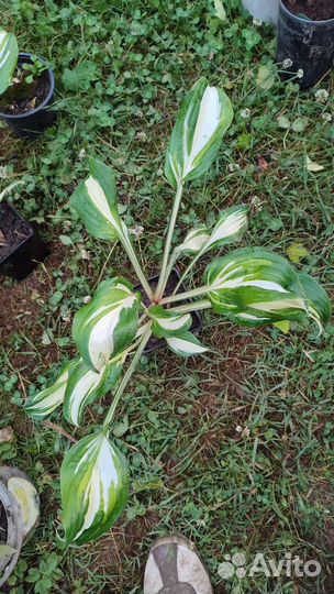 Редкие растения для сада