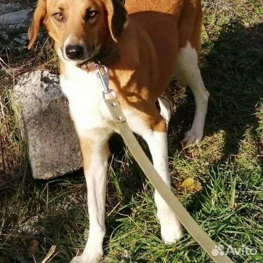 Собаки бесплатно в добрые руки