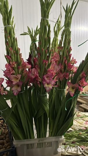 Гладиолусы