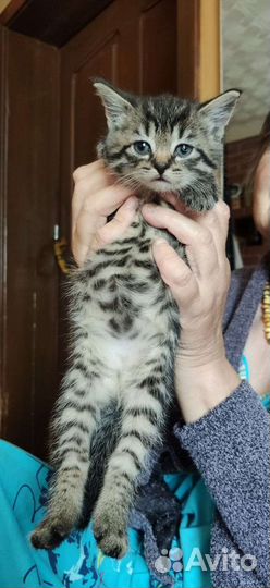 Котенок в добрые руки