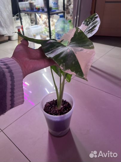 Алоказия макрориза вариегатная