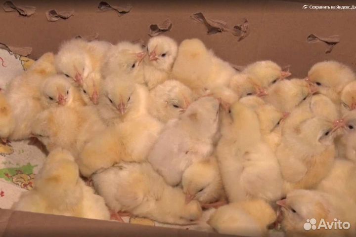 Бройлеры Кобб 500 суточные опт