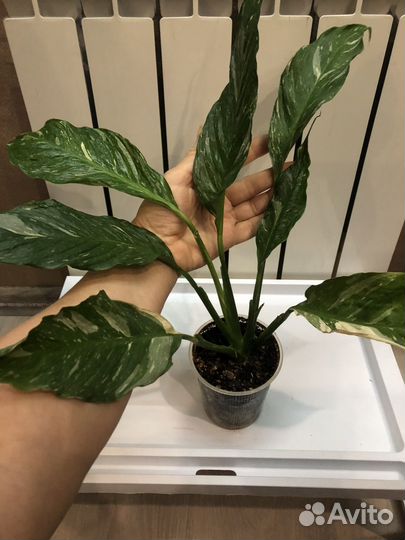 Спатифиллум домино