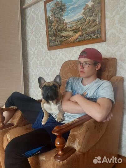 Домашняя передержка собак