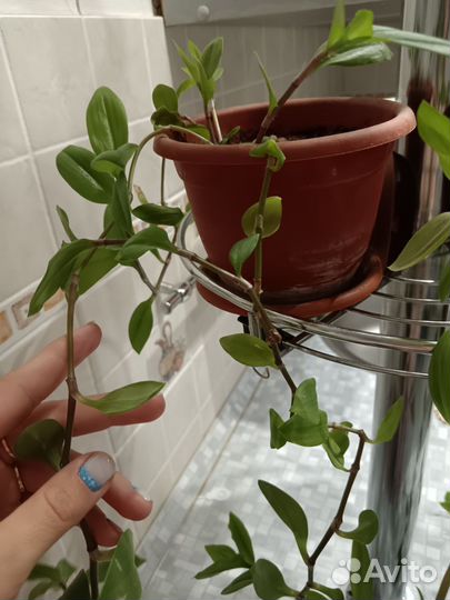 Традесканция