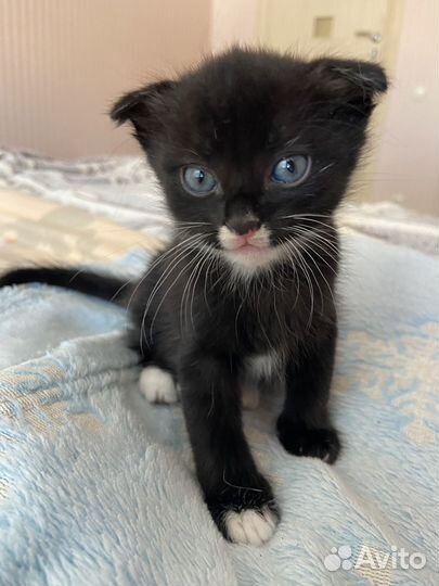 Котенок девочка