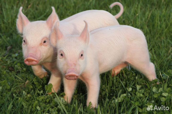 Продам поросят