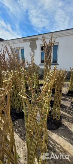 Плетеные деревья из ивы