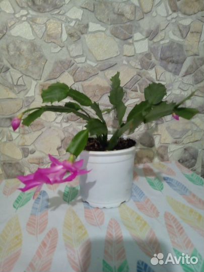 Шлюмбергера