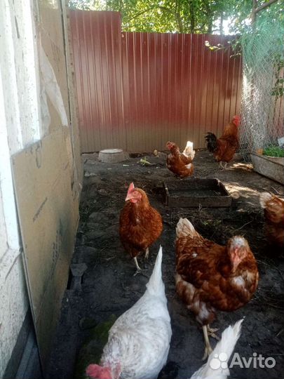 Куры молодки несушки
