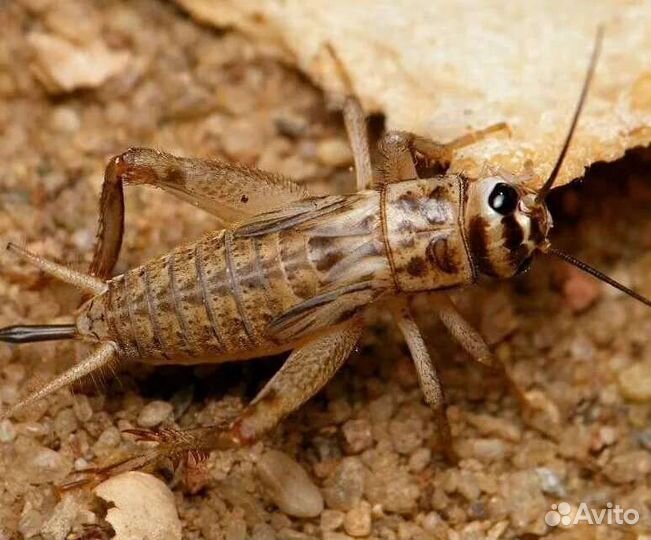 Сверчки,Саранча заморозка