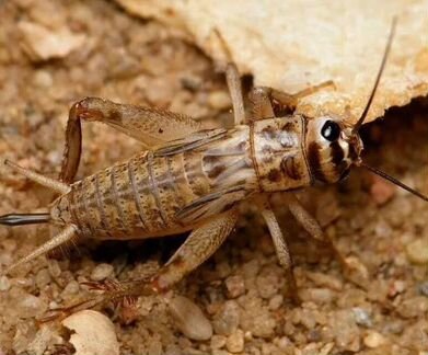 Сверчки,Саранча заморозка