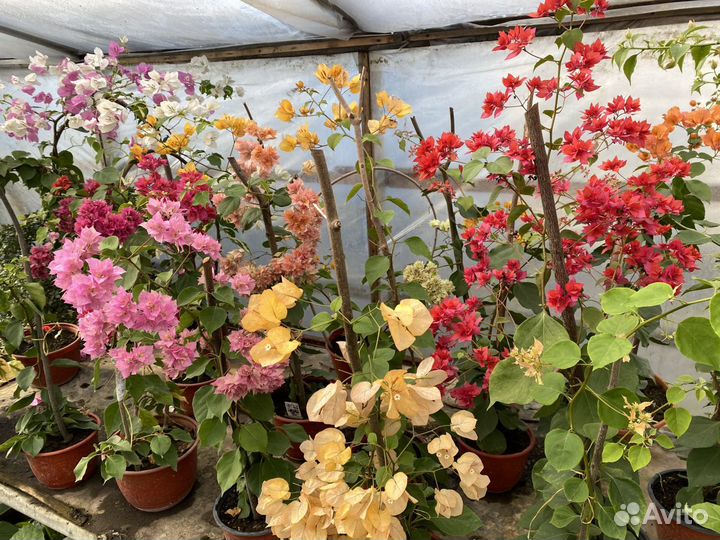 Бугенвиллея