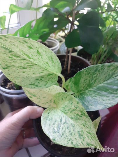 Сциндапсус