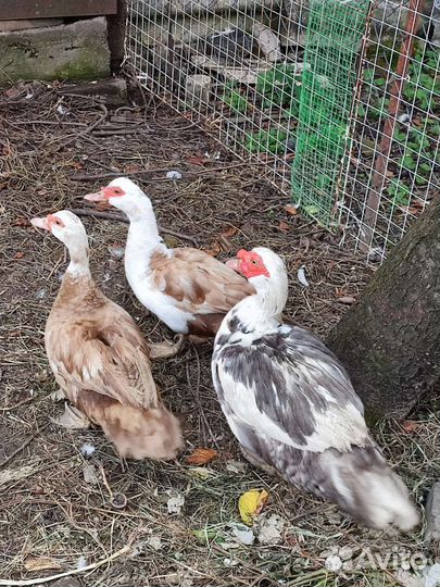 Декоративная и домашняя птица. Обмен на голубей