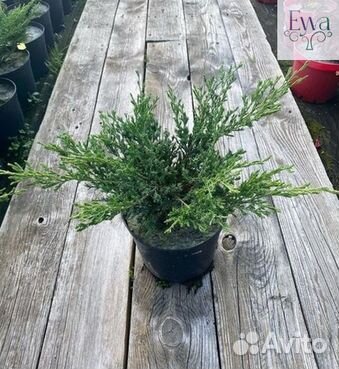 Туя, сосна, ель, можжевельник