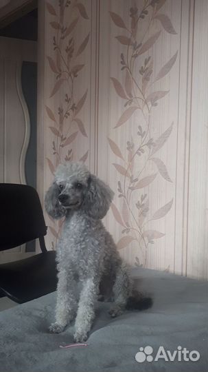 Вязка той пудель