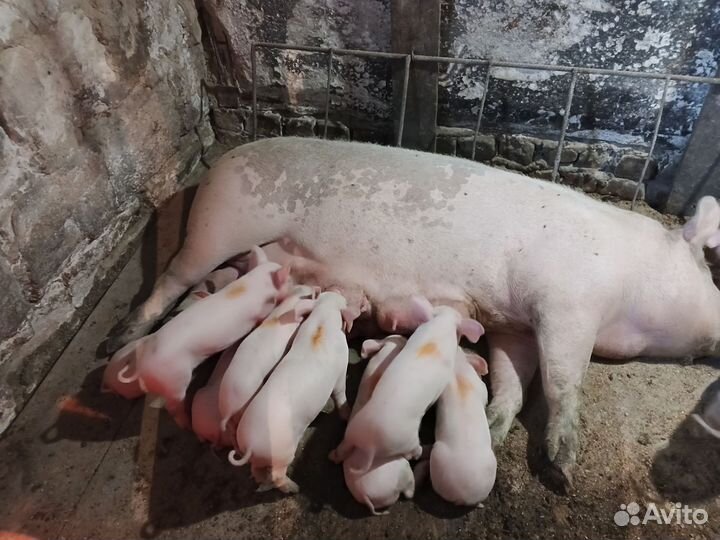 Свиноматки