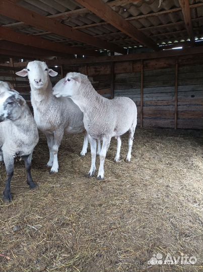 Овцы бараны