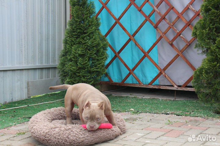 Булочки, булли, щеночки Американские)