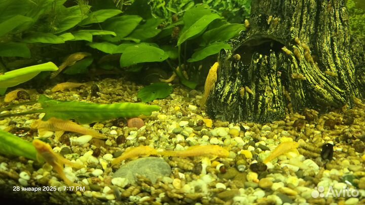 Продам рыбок Анцыструс прилипалы