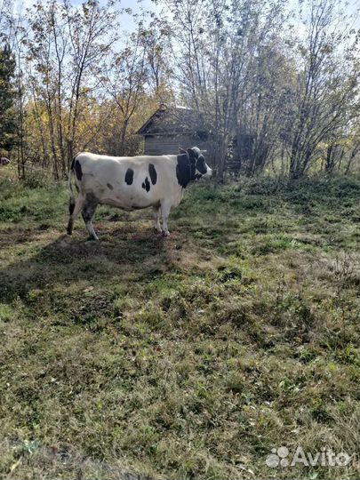 Тёлка стельная