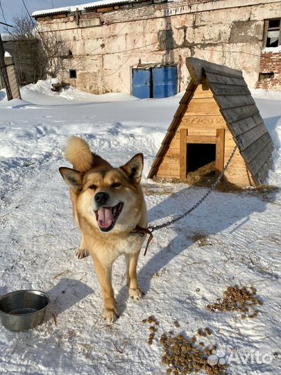 Собака в добрые руки