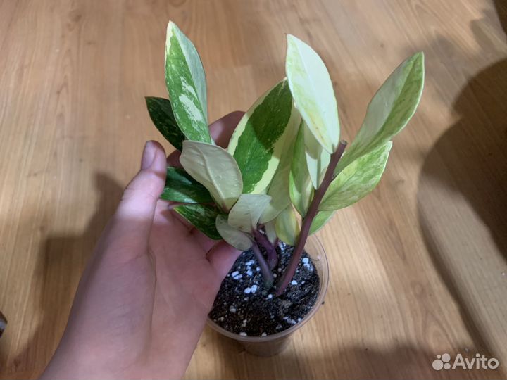 Замиокулькас вариегатный шорт лив